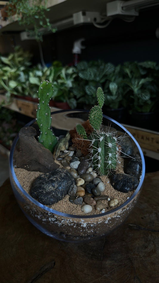 Plant + Sip: desert open terrarium building saturday 6/13