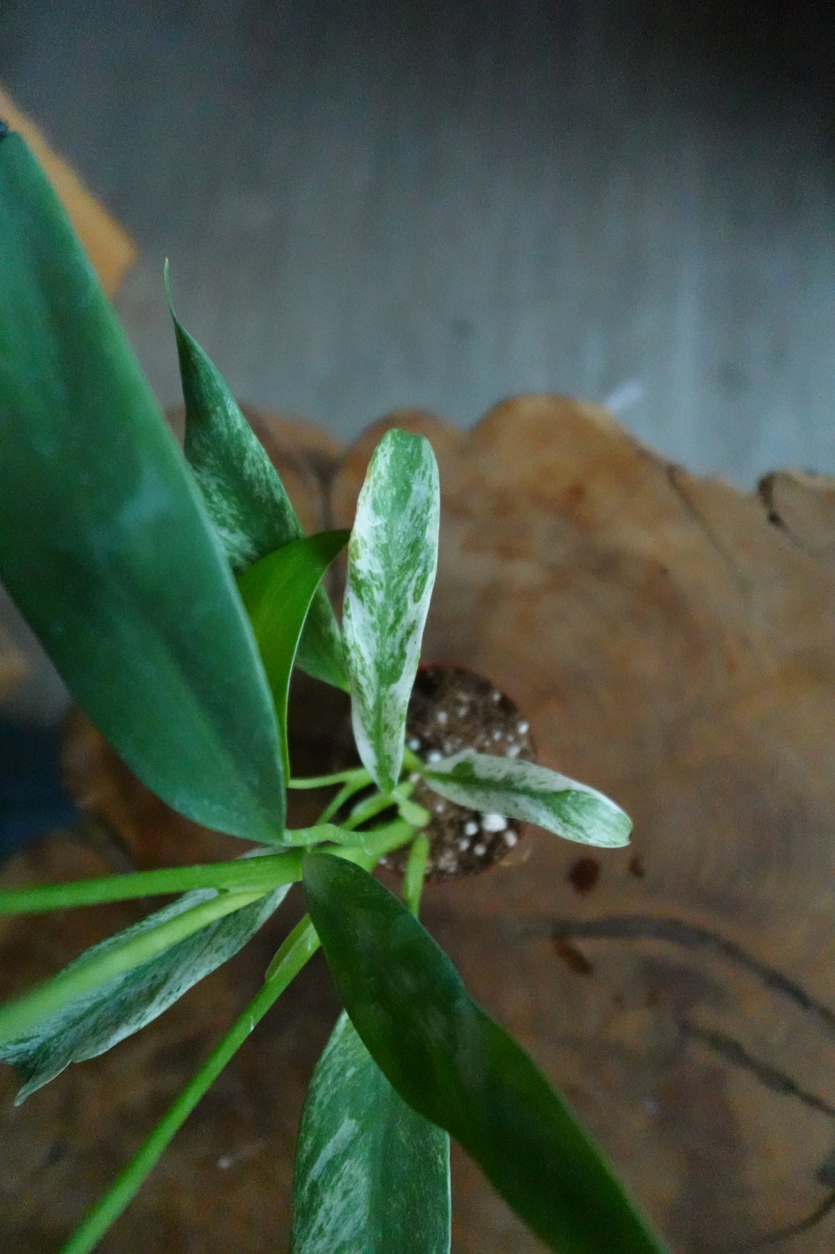 Epipremnum Giganteum Variegated 2"