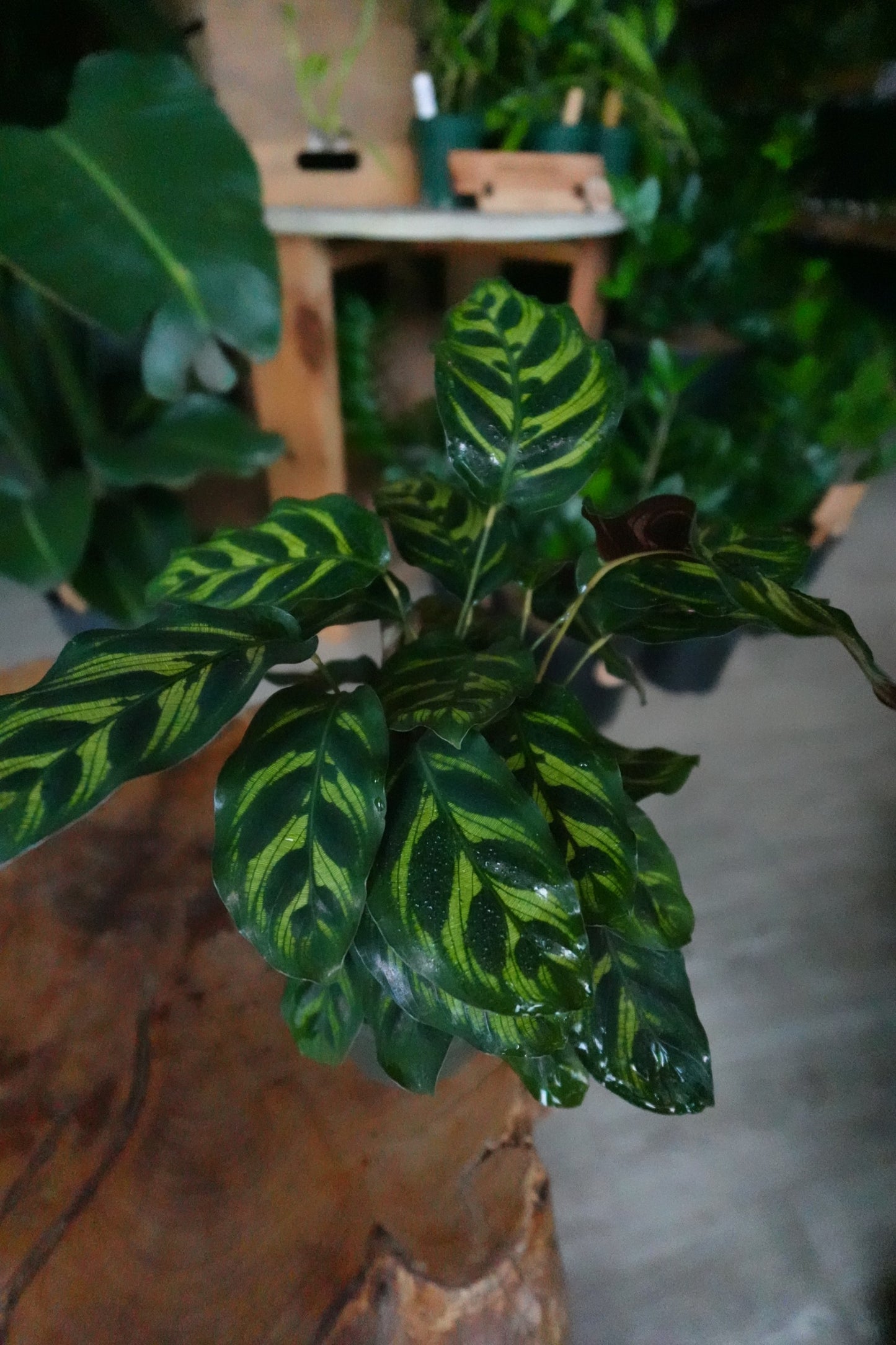 Calathea (Peacock) Makoyana 4”