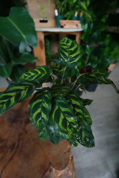 Calathea (Peacock) Makoyana 4”