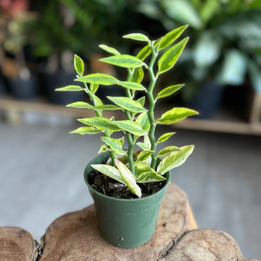Devil's Backbone (Pedilanthus Tith. Variegated) 4"