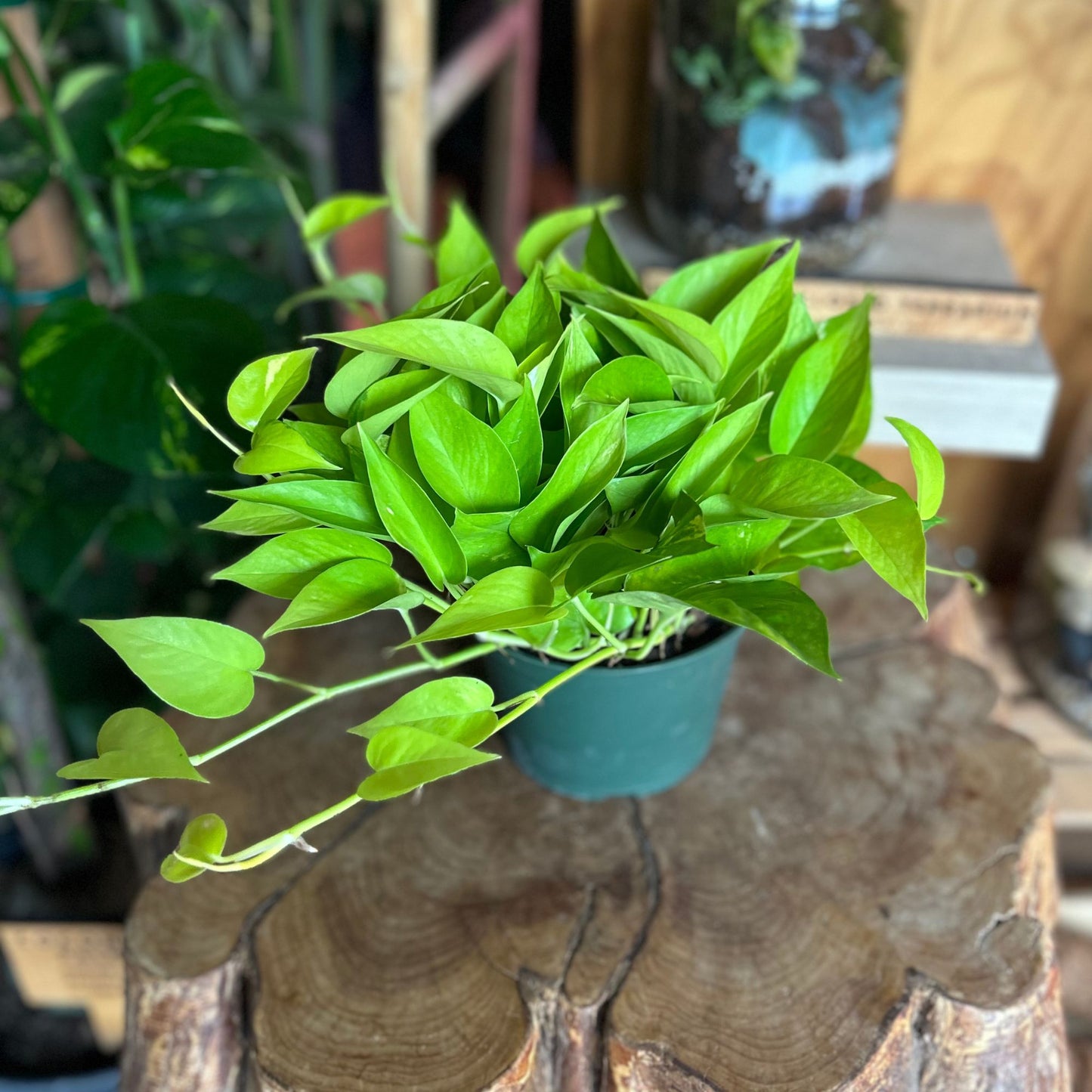 Neon Pothos 6"
