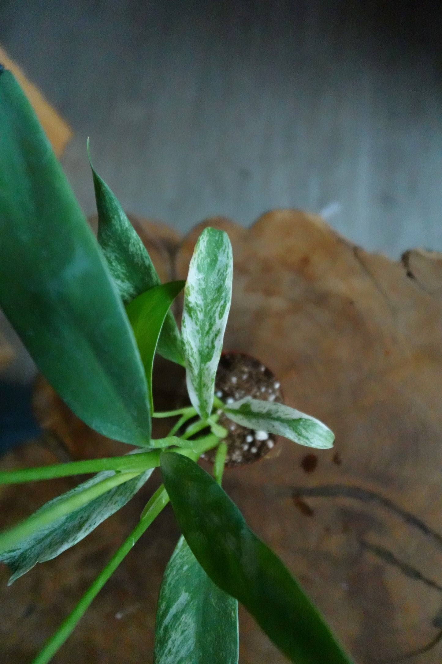 Epipremnum Giganteum Variegated 2"