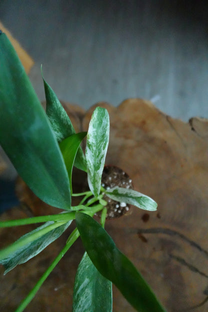 Epipremnum Giganteum Variegated 2"