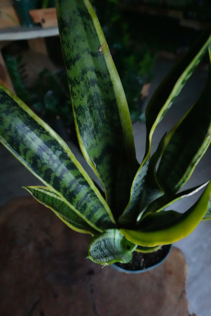 Sansevieria Laurentii (Snake Plant) 6"