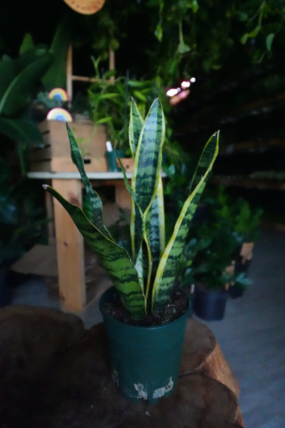 Sansevieria Laurentii (Snake Plant) 5"