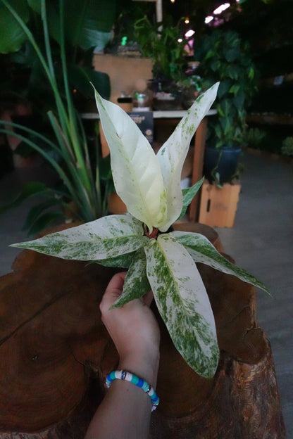 Anthurium Hookeri Variegated 4"
