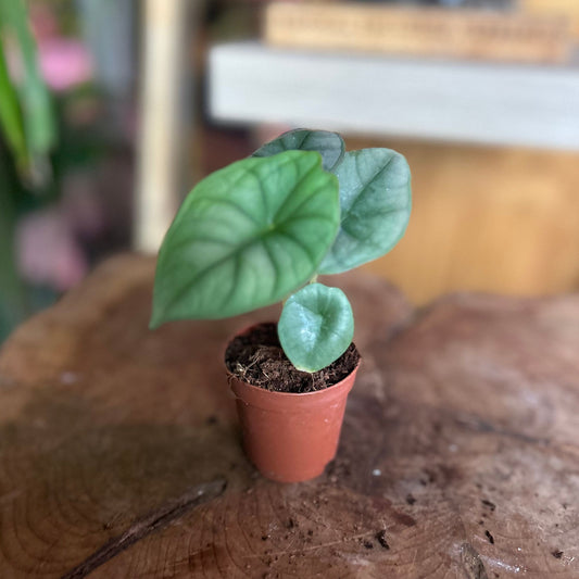 Alocasia Silver Nebula 2"