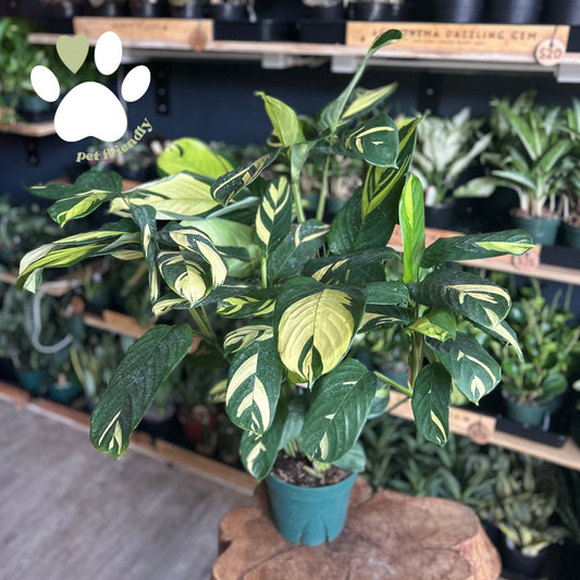 Calathea Pilosa 8"