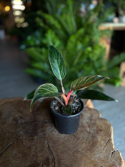 Philodendron Birkin Pink 4"