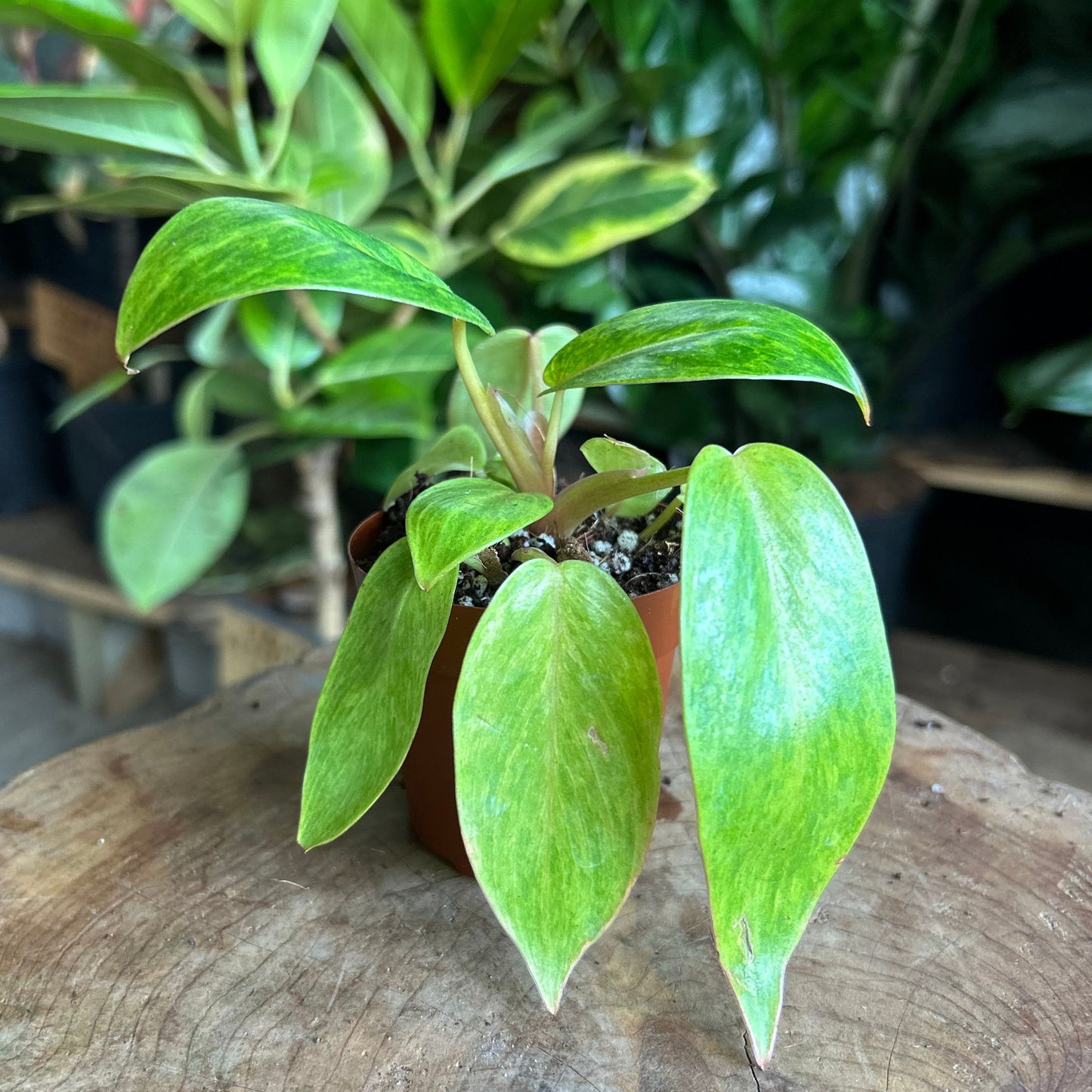 Philodendron Painted Lady 2"