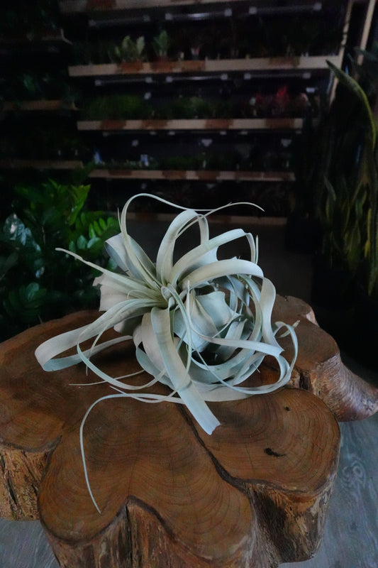 Tillandsia Xerographica Bare Root Small