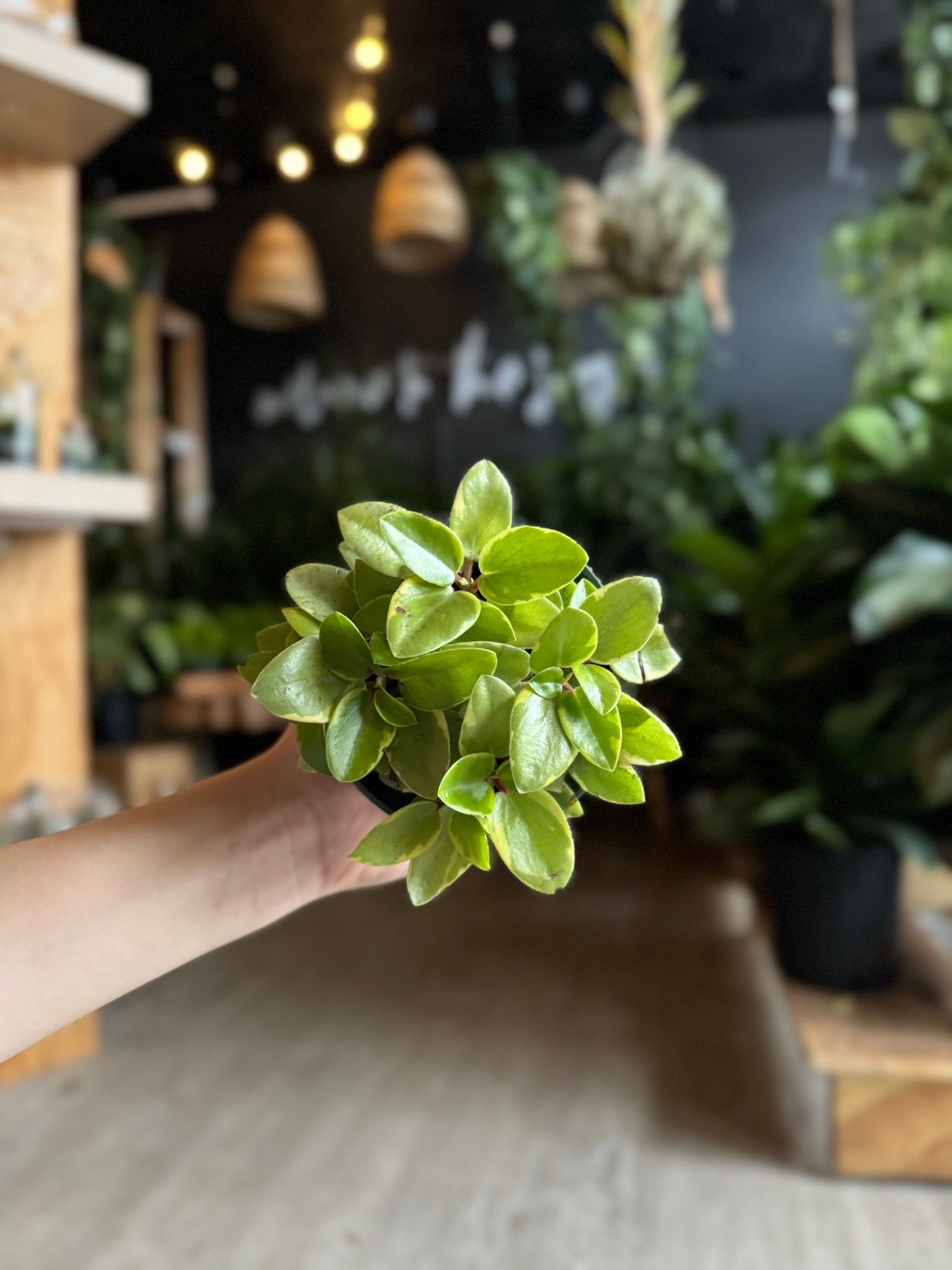 Peperomia Pixie Arenal 4”