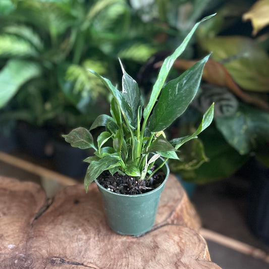 Peace Lily Domino 4”
