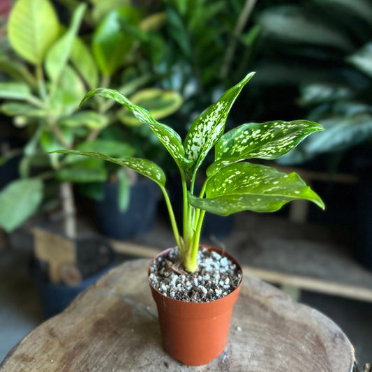 Aglaonema Brevispathum 2"