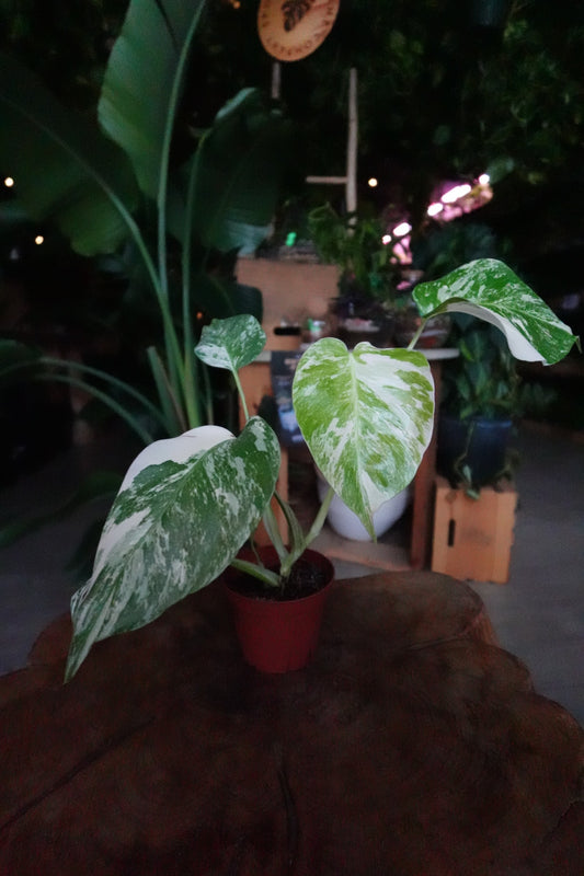 Monstera Albo 4"
