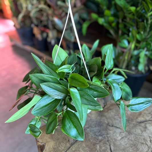 Scindapsus Moonlight 8" HB
