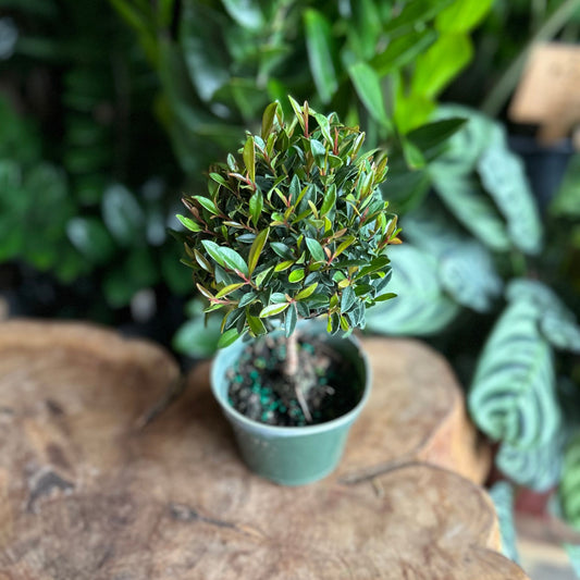 Eugenia Globulus Bonsai 4"