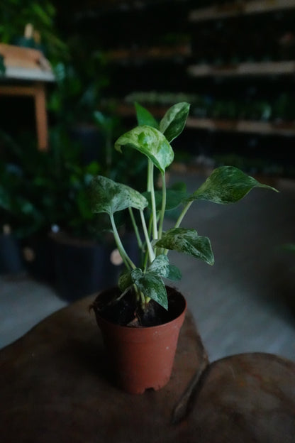 Epipremnum Pinnatum Marble 2”