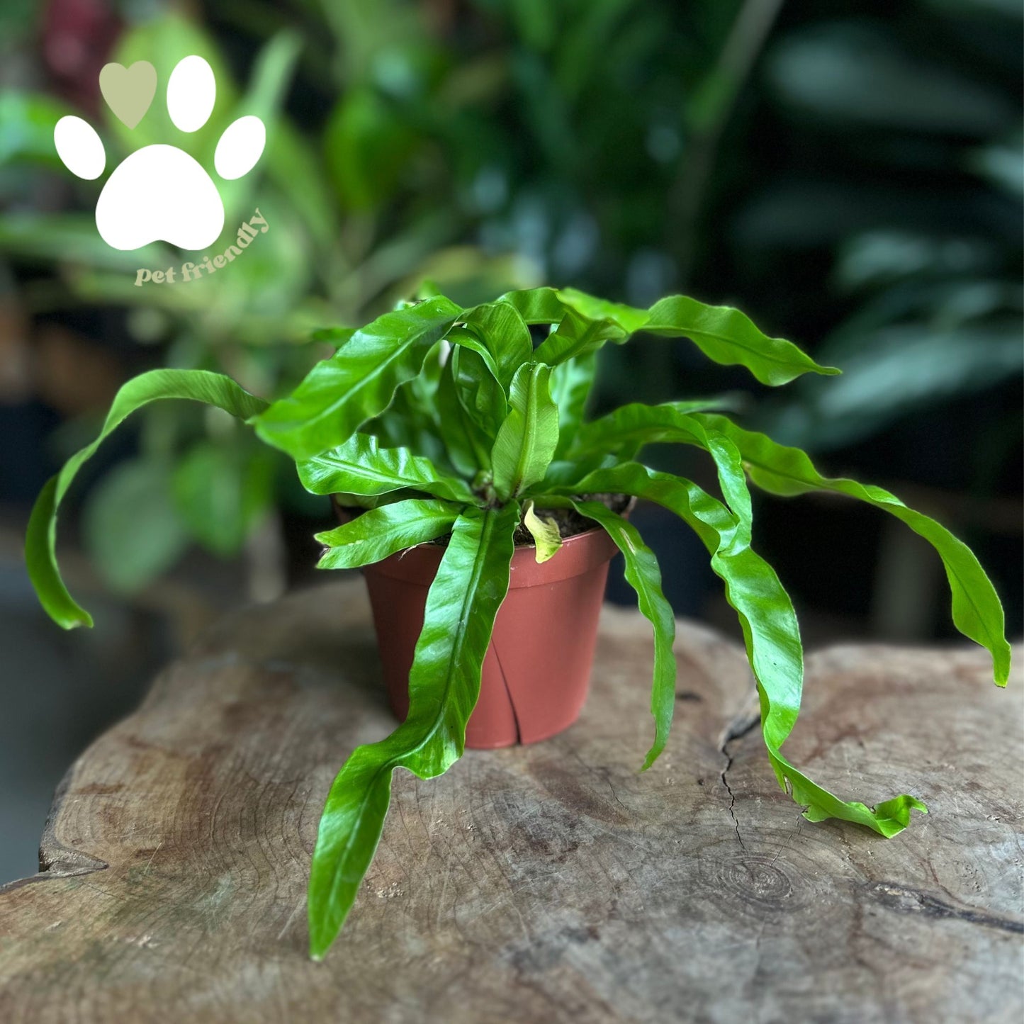Asplenium antiquum Hurricane (Bird's Nest Fern) 4"
