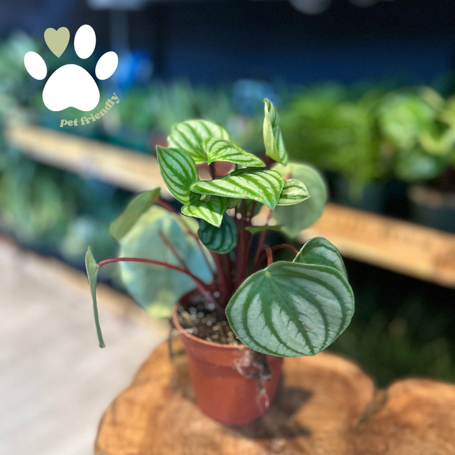 Peperomia Watermelon 4"