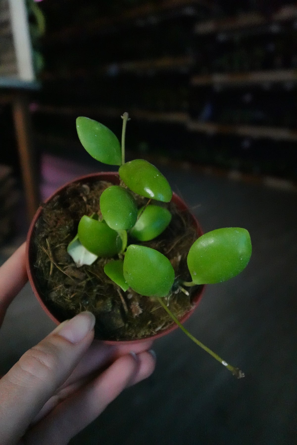 Hoya Pallilimba 4"