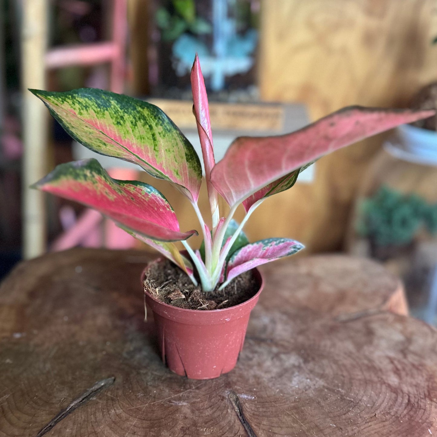 Aglaonema Pink Pearl 4”