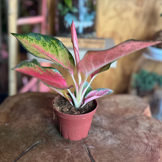 Aglaonema Pink Pearl 4”
