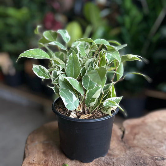 Ficus Benjamin Starlite 5"