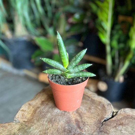 Sansevieria Starfish Boncell Black 4"