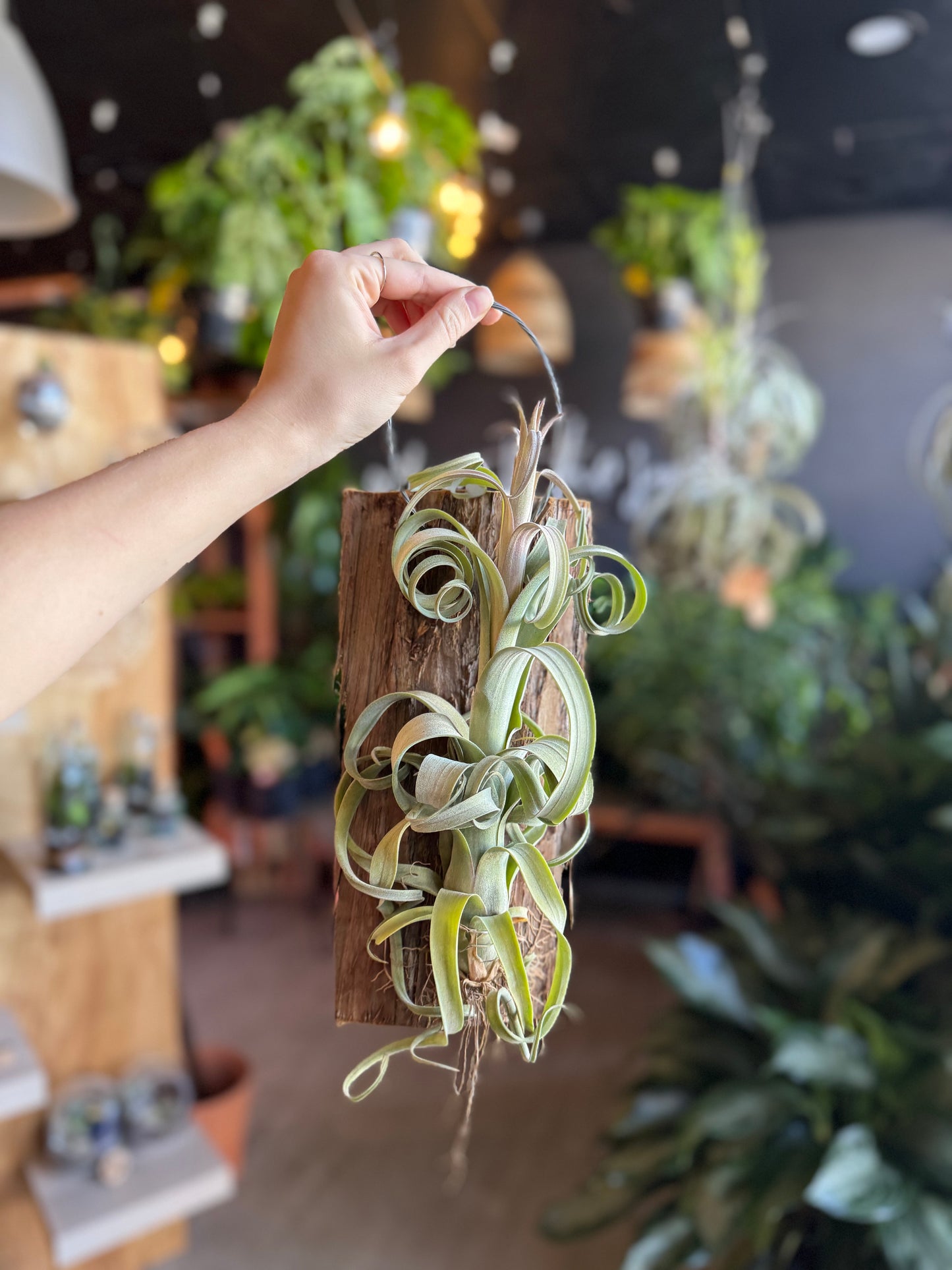 Tillandsia Curly Slim Plank
