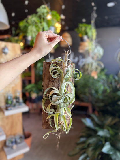 Tillandsia Curly Slim Plank