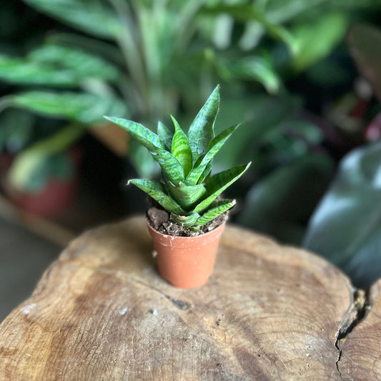 Sansevieria Tough Lady 2"