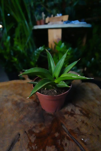 Sansevieria Green Tower 4"