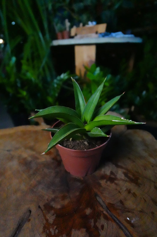 Sansevieria Green Tower 4"