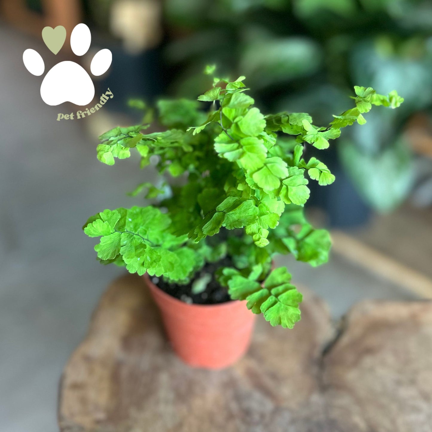 Maidenhair Fern 4"