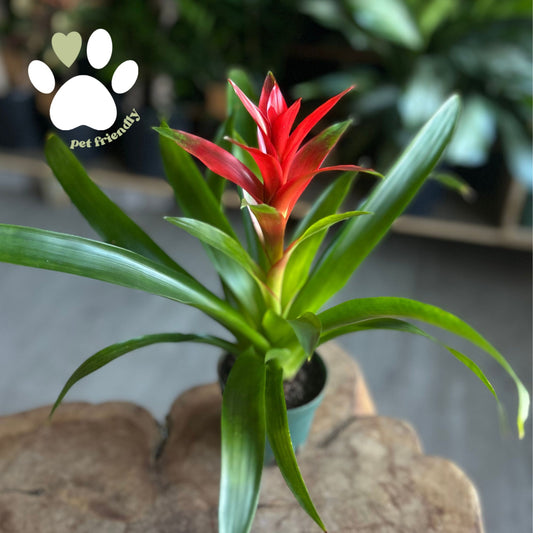 Bromeliad Guzmania 4”