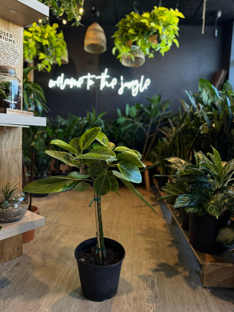 Ficus Altissima 10”