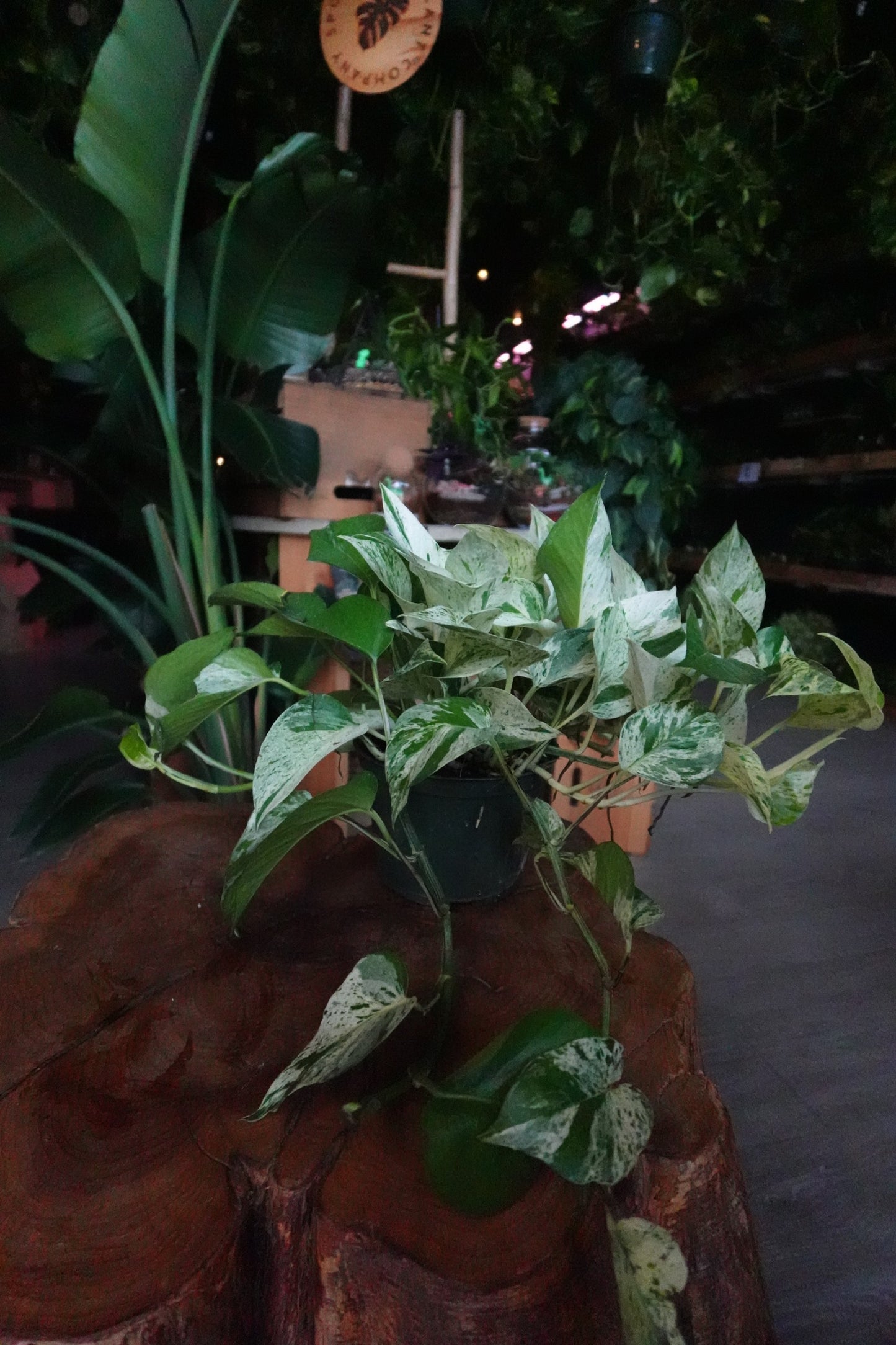 Pothos Diamond 6"