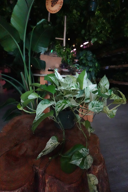 Pothos Diamond 6"