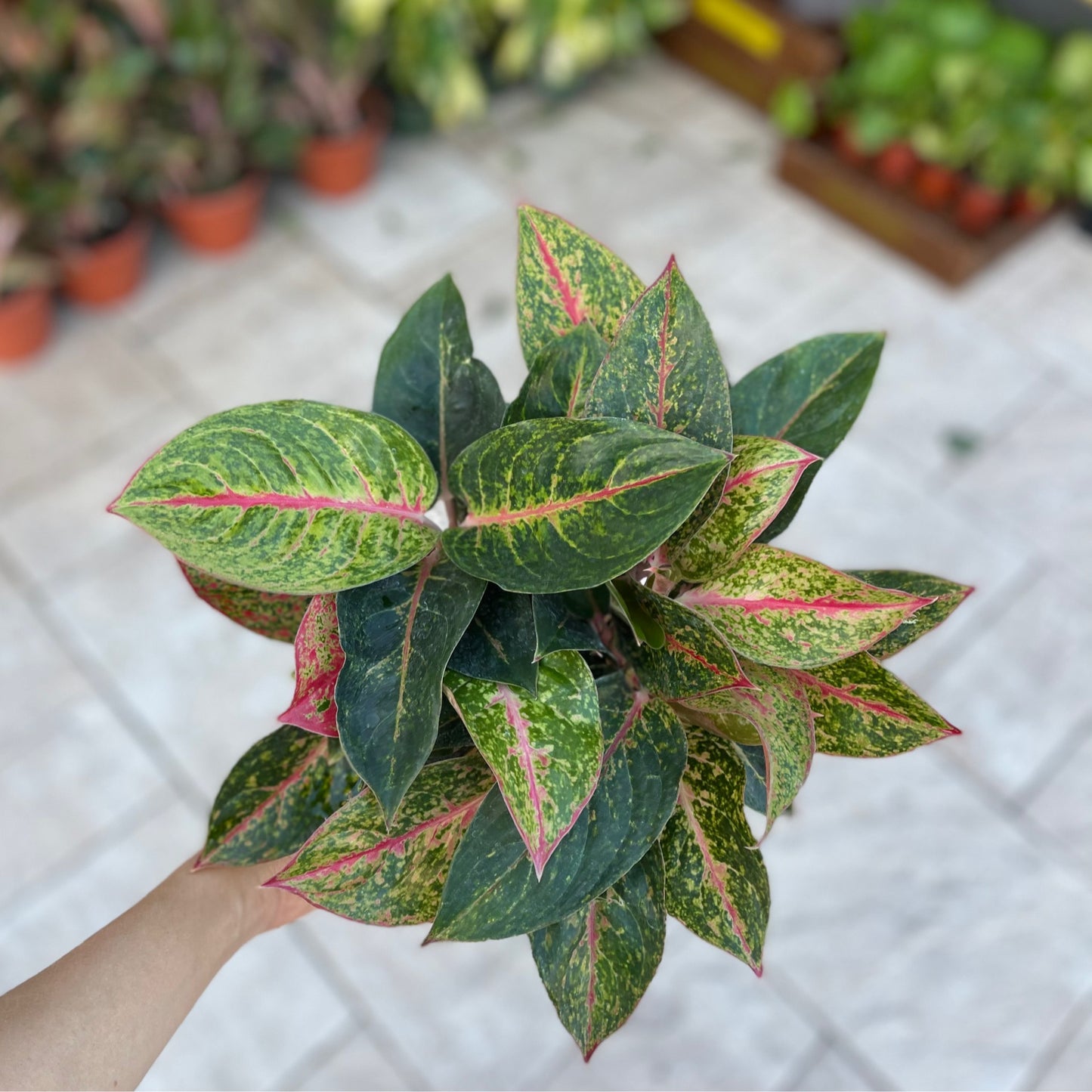 Aglaonema Asst. Pink/Red Hybrids 6”