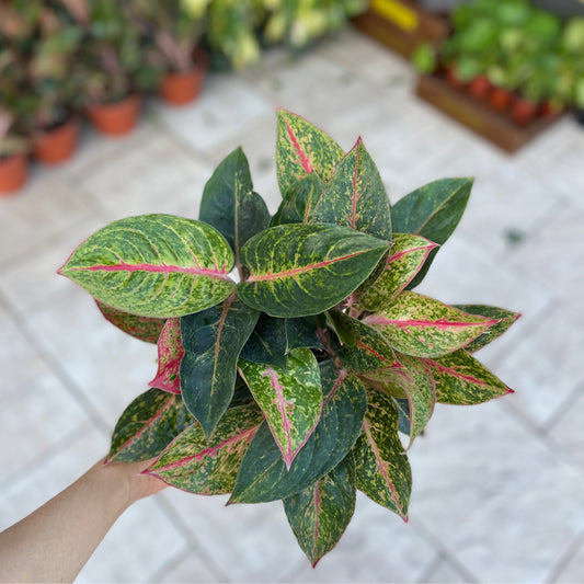 Aglaonema Asst. Pink/Red Hybrids 6”