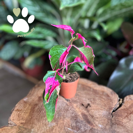 Alternanthera Party Time 2"