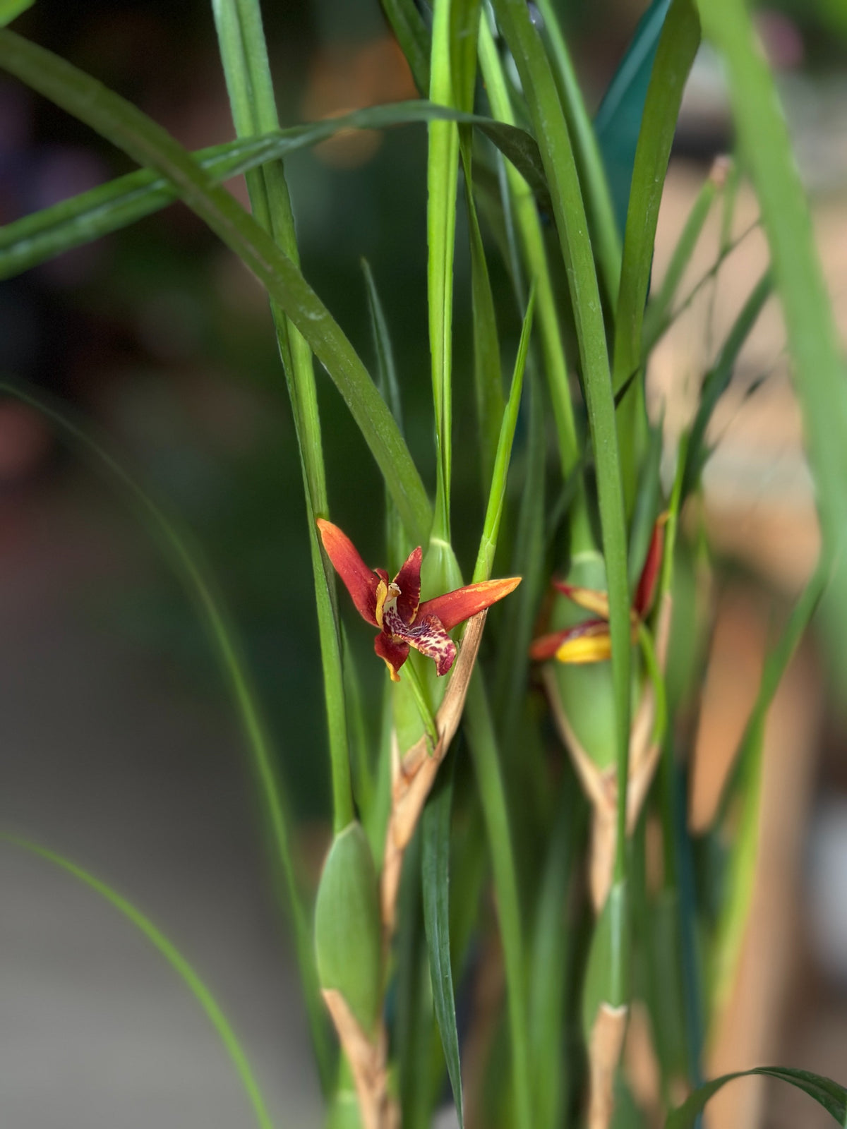 Maxillaria Tenuifolia 6"