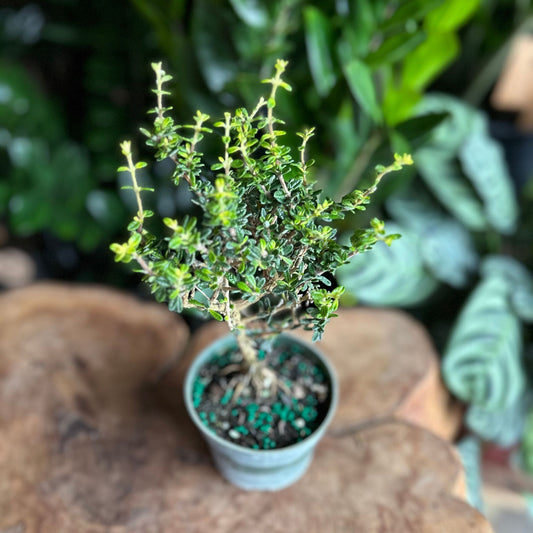 Bahama Berry Bonsai 4"