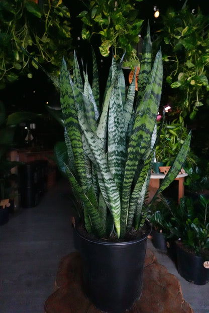 Sansevieria Zeylanica (Green Snake) 10"