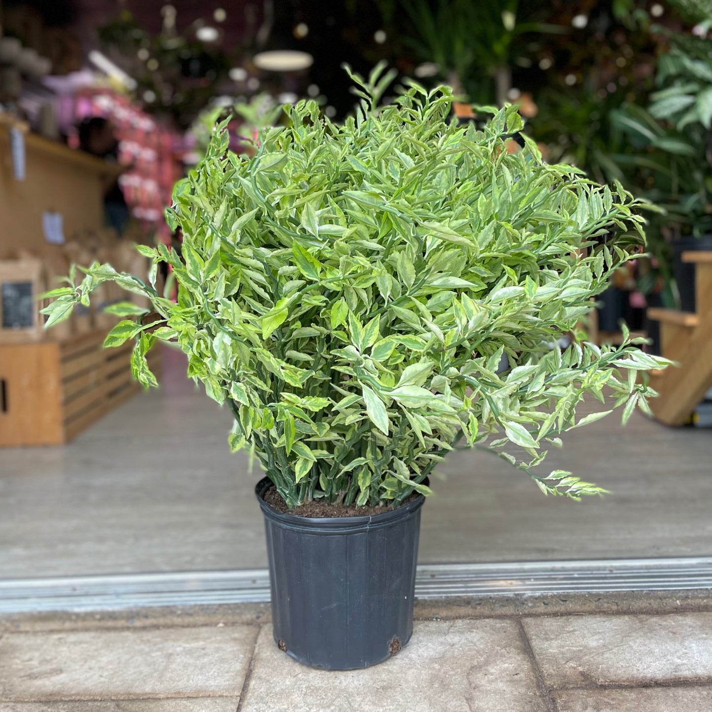 Devil's Backbone (Pedilanthus Tith. Variegated) 10"