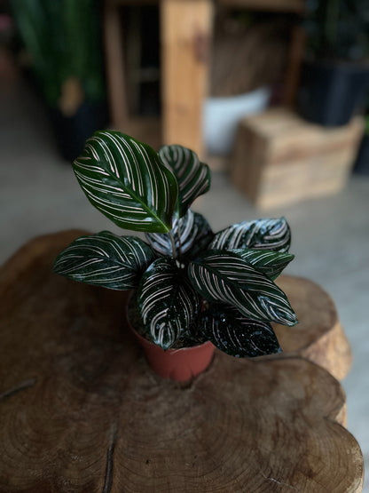 Calathea Ornata (Pinstripe) 4"