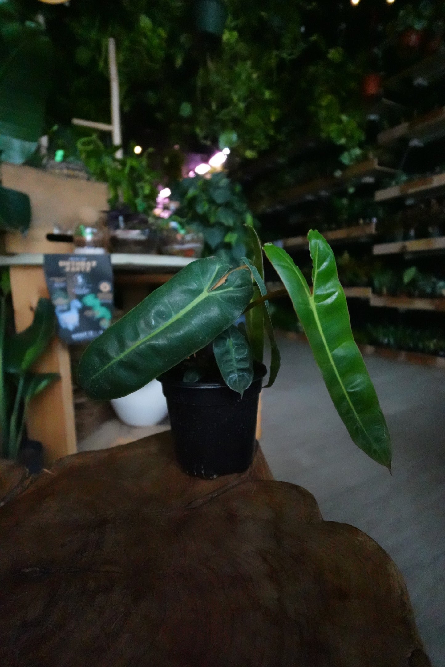 Philodendron Billeatiae 4"
