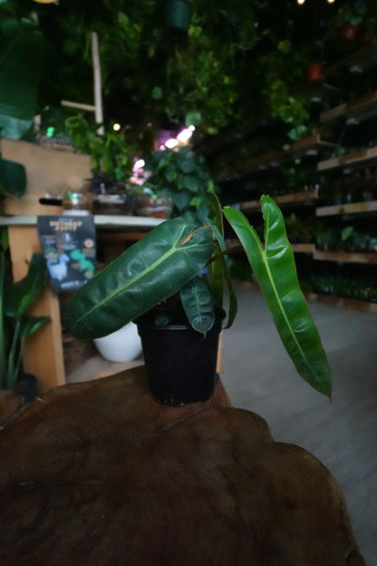 Philodendron Billeatiae 4"